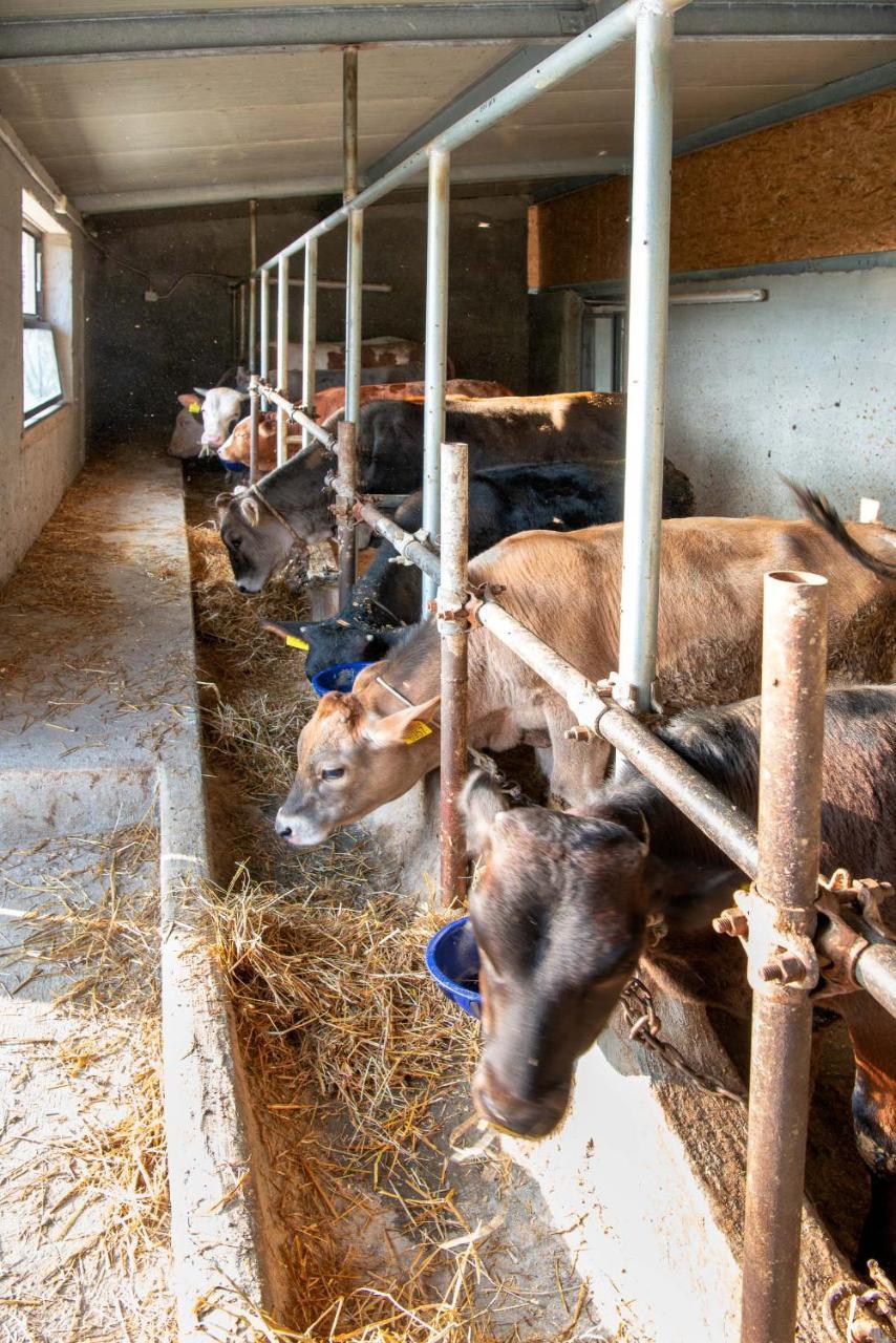 Agriturismo La Peppina Massa Lubrense Kültér fotó